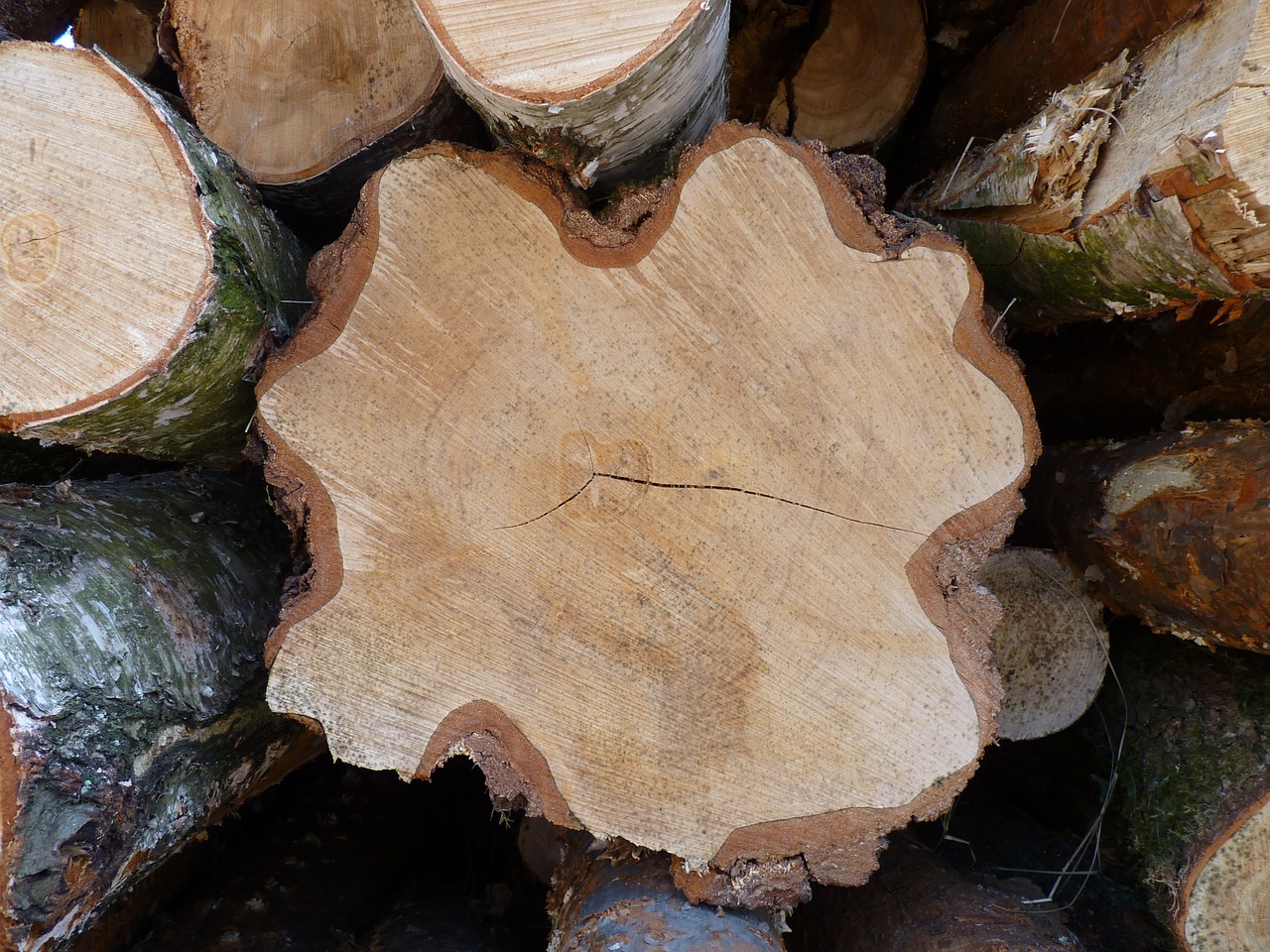 log wood annual rings free photo