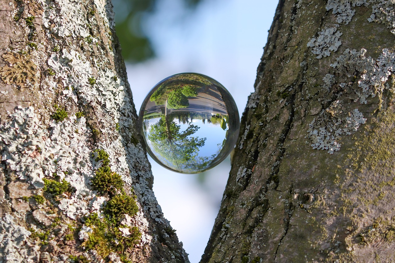 log  bark  ball free photo