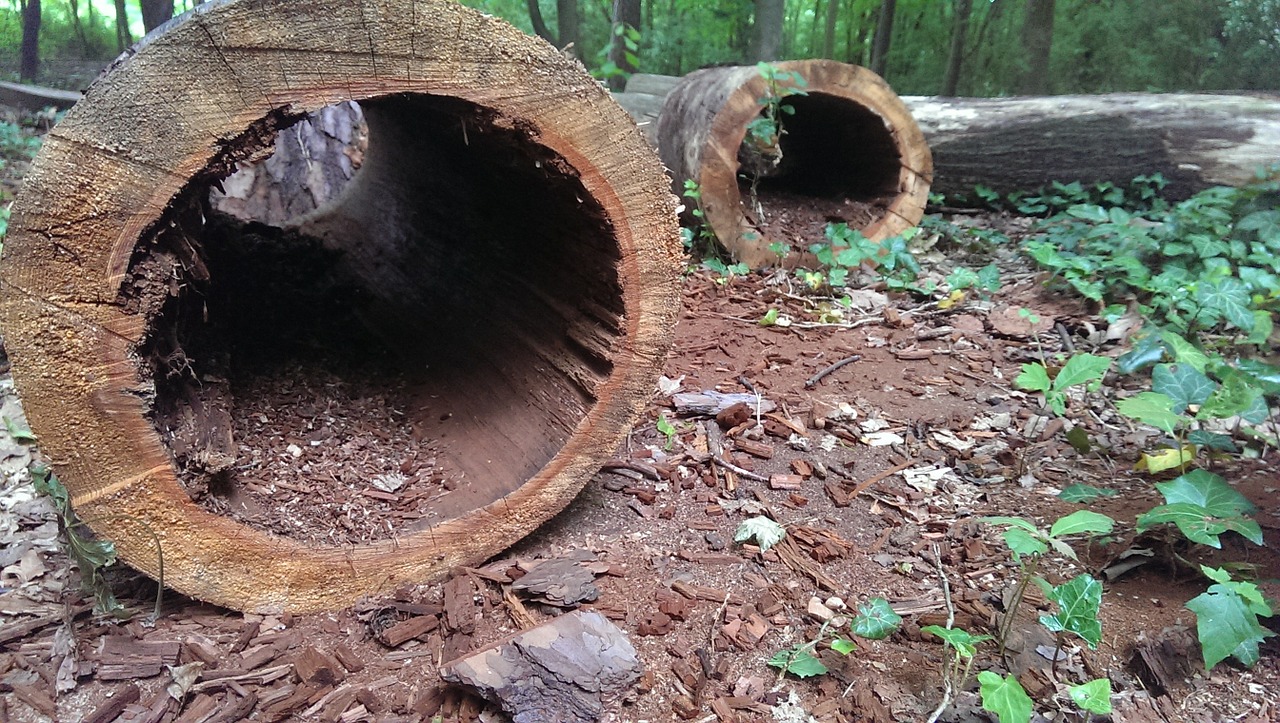 log hollow hole free photo