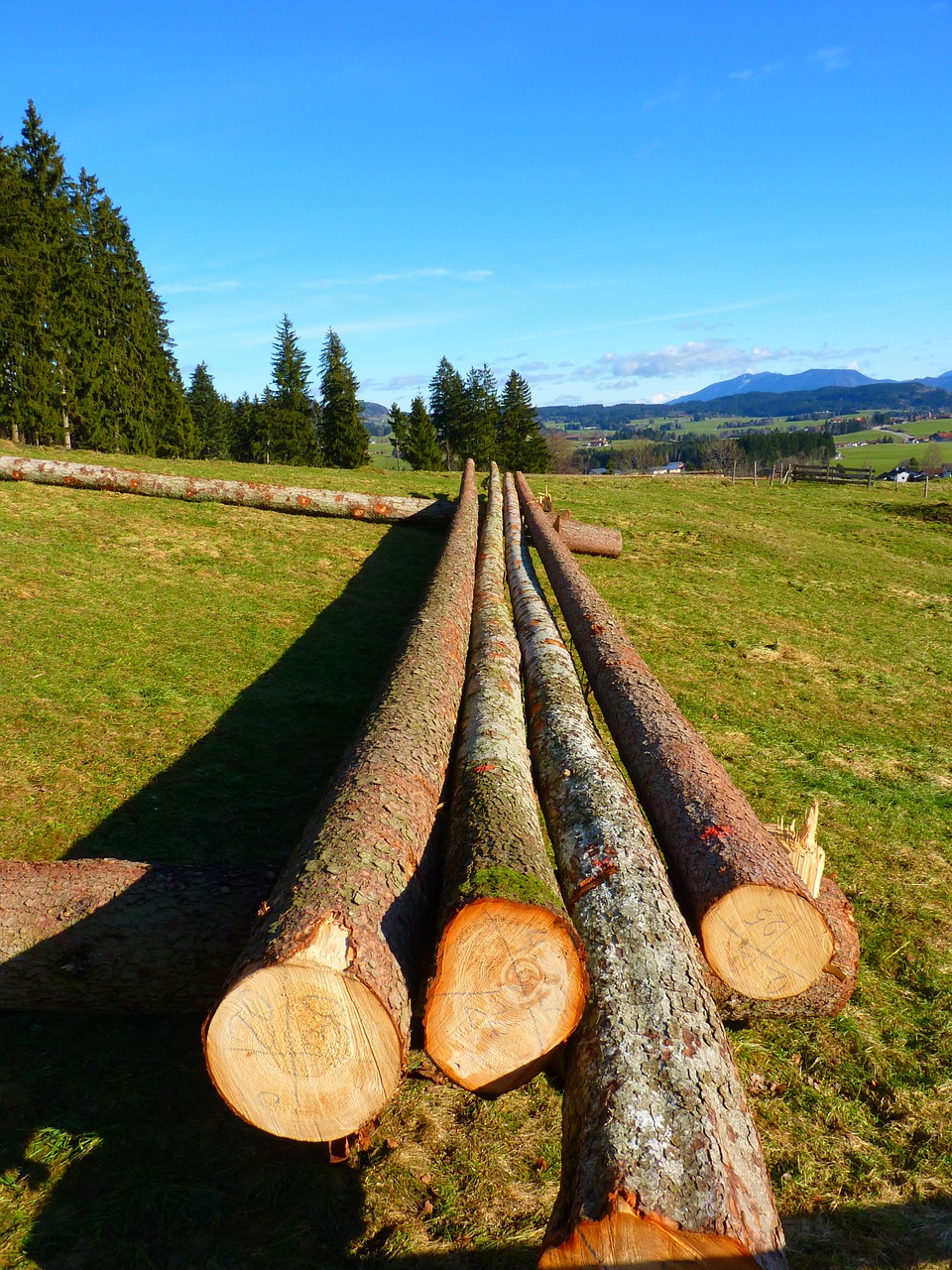 log tree trunks timber free photo