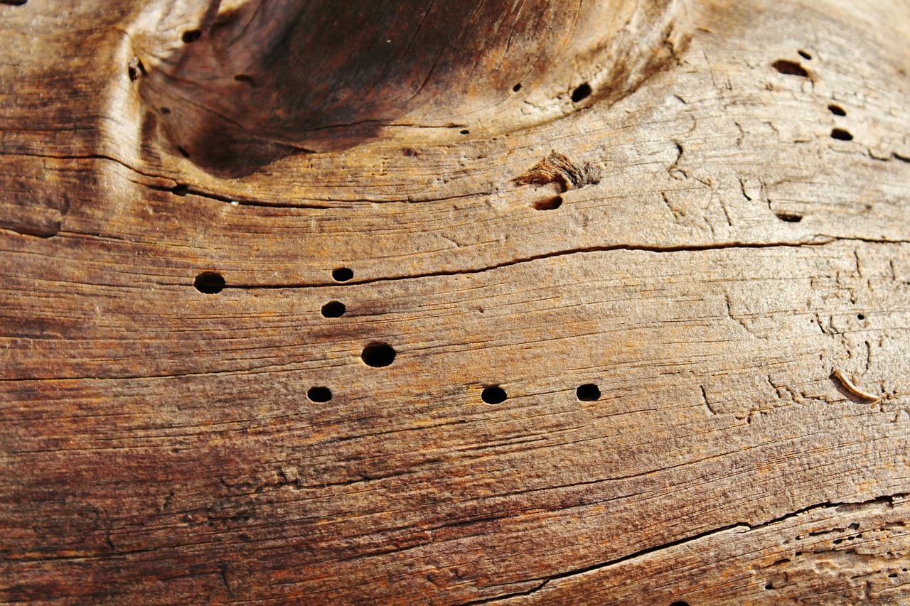 log wood worm bark free photo
