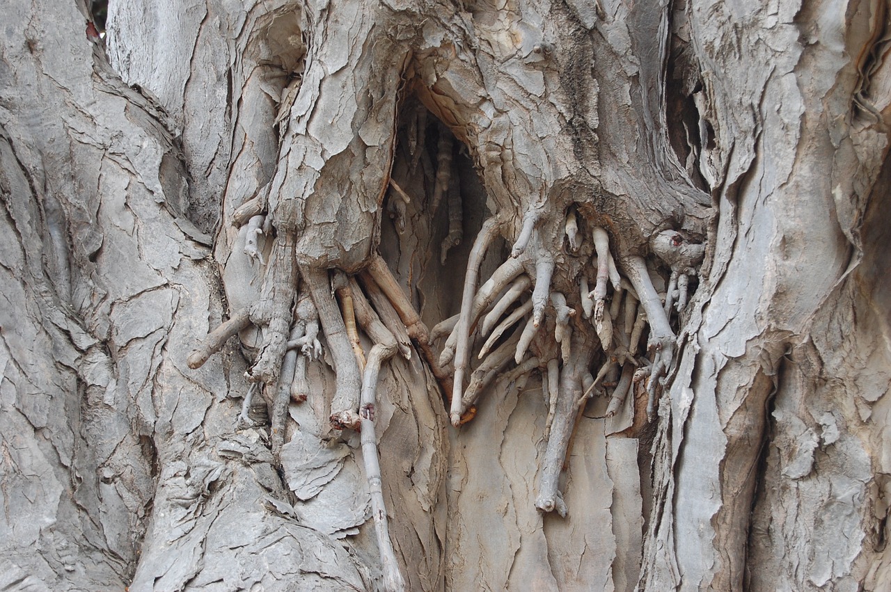 log root bark free photo