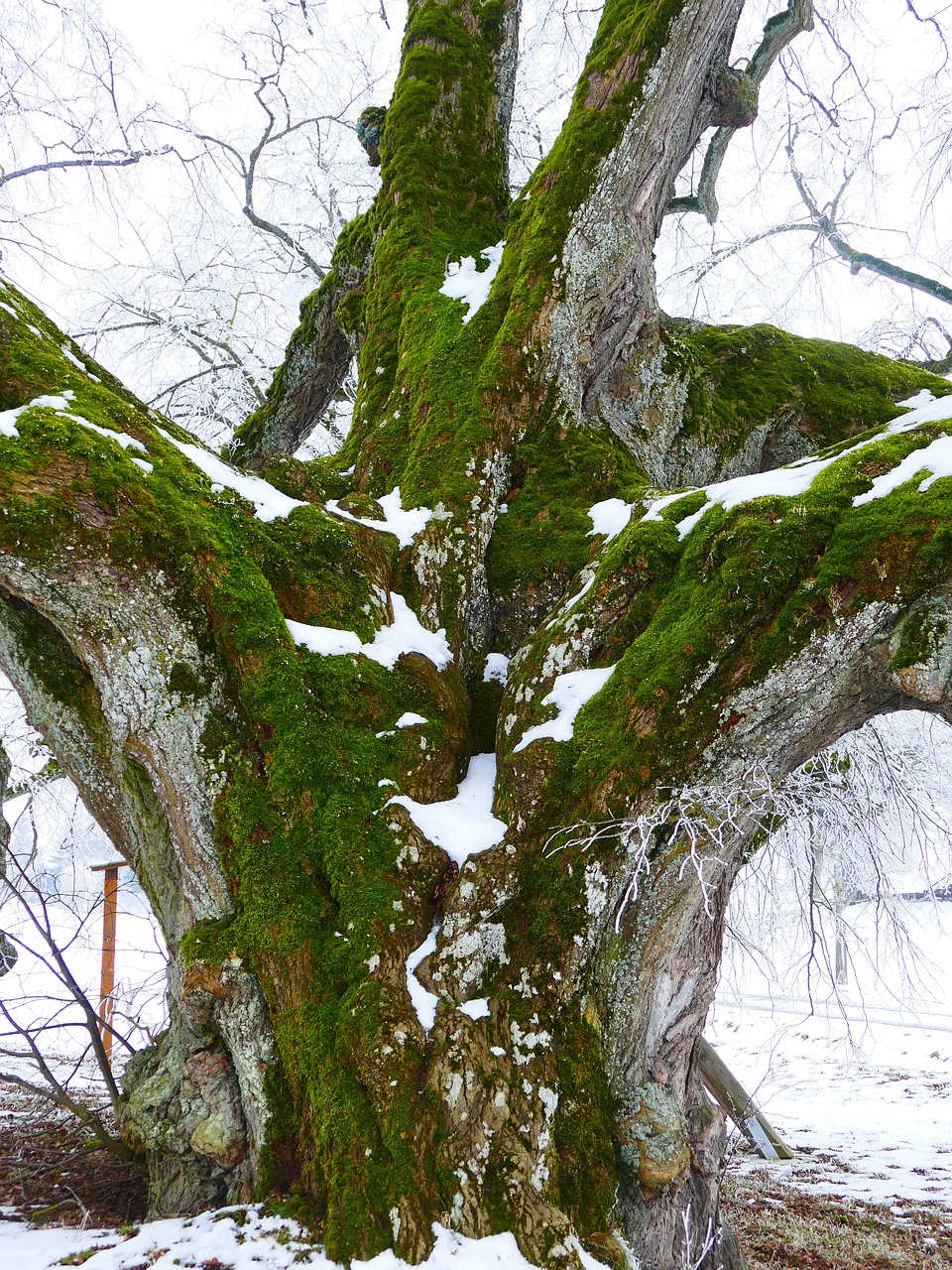 log natural monument thicker stem free photo