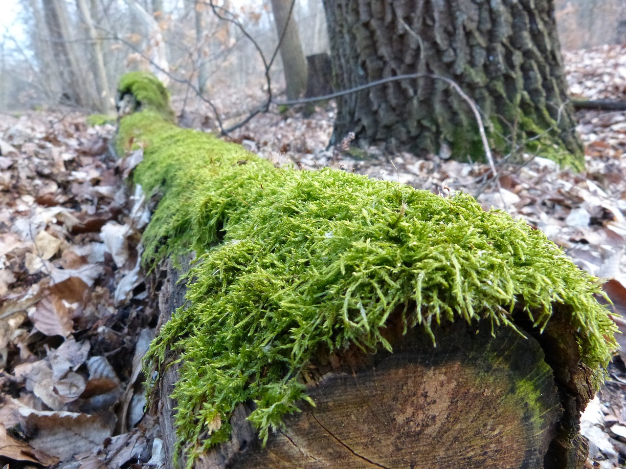 log moss bemoost free photo