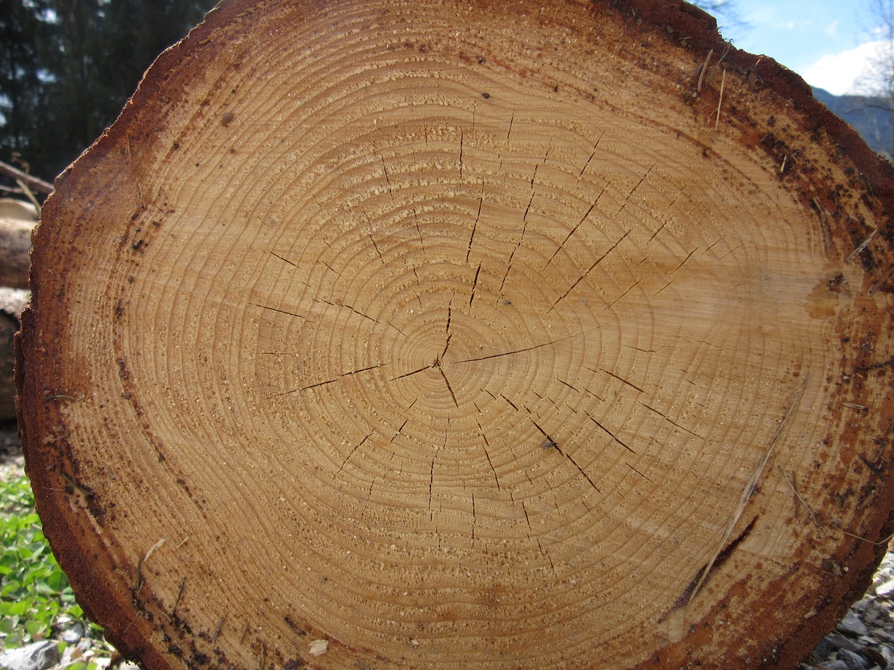 log wood annual rings free photo