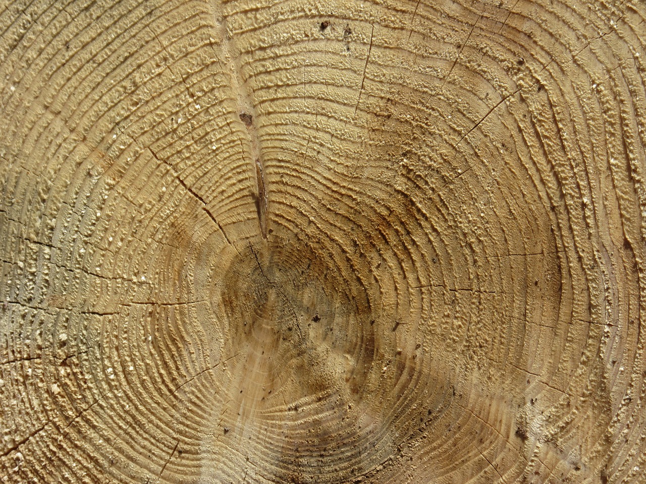 log wood annual rings free photo
