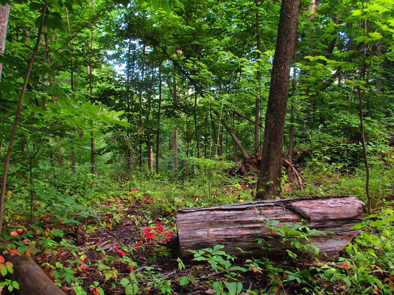 log forest day free photo