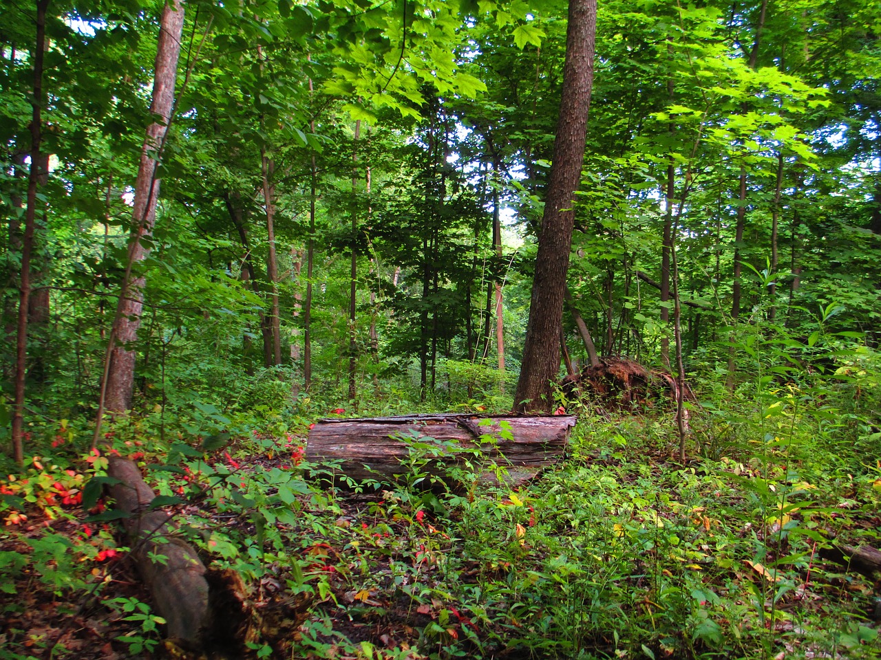 log forest day free photo