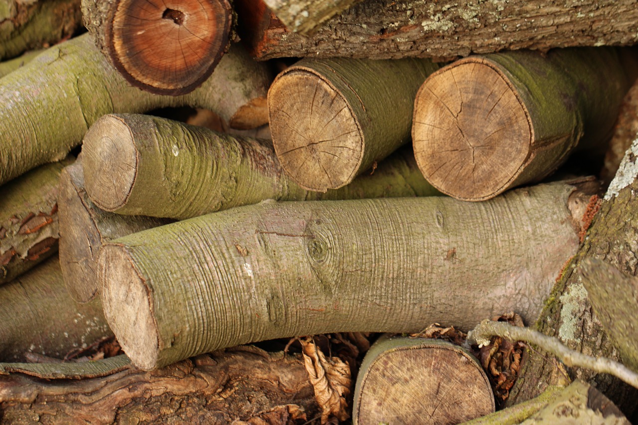 log tree wood free photo