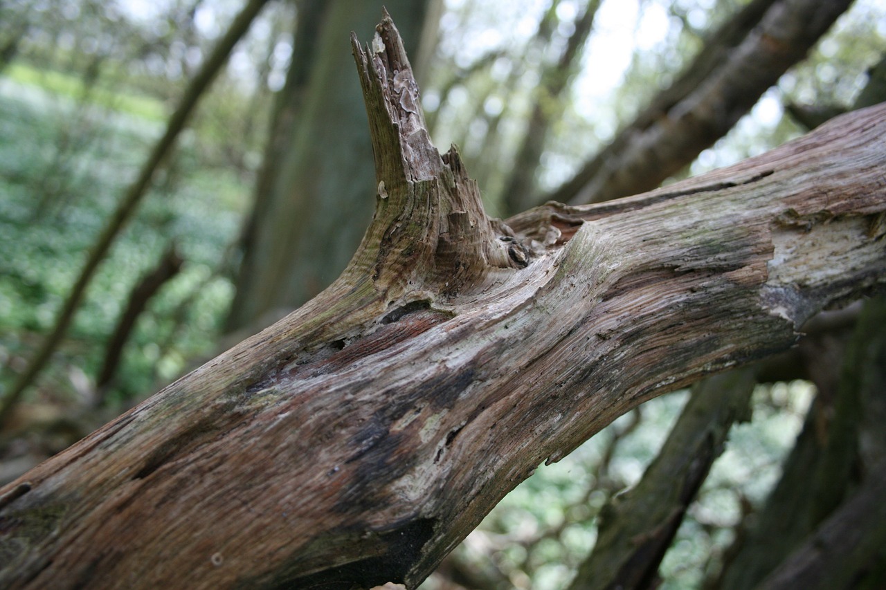 log wood tree free photo