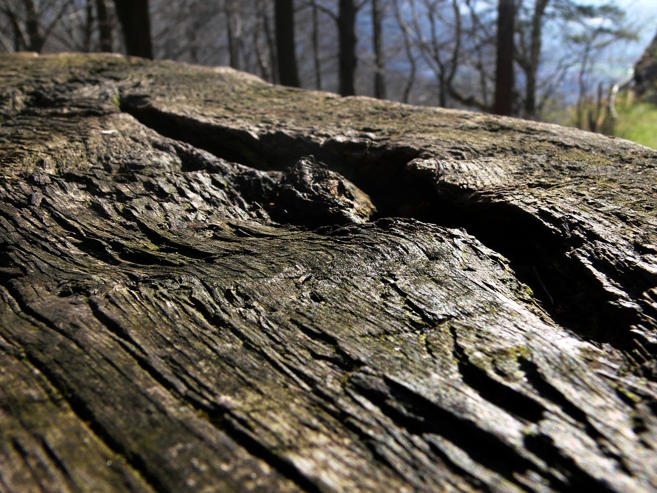 log lying oak free photo