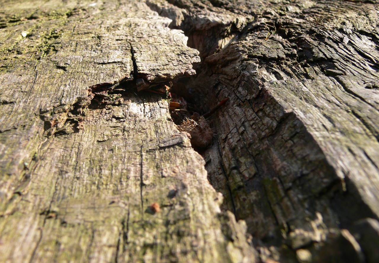 log lying oak free photo