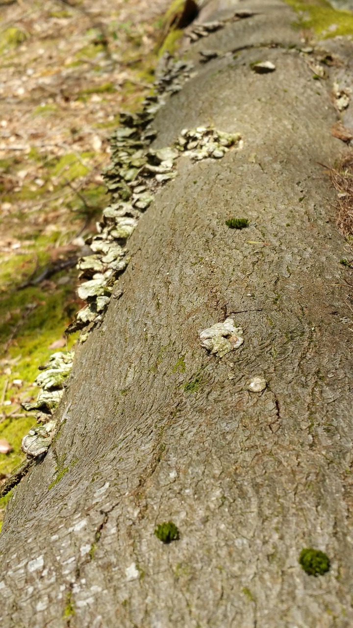 log mushroom fungi free photo