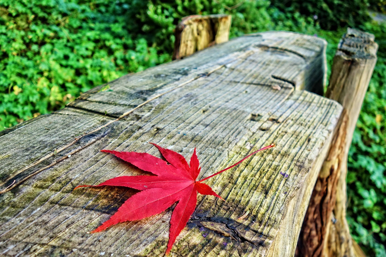 log bench bench leaf free photo
