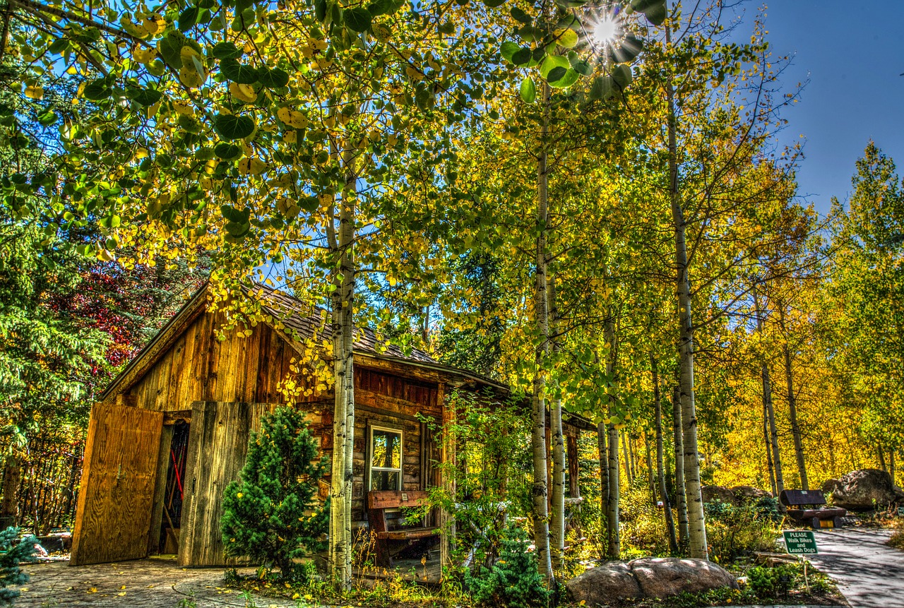 log cabin nature forest free photo