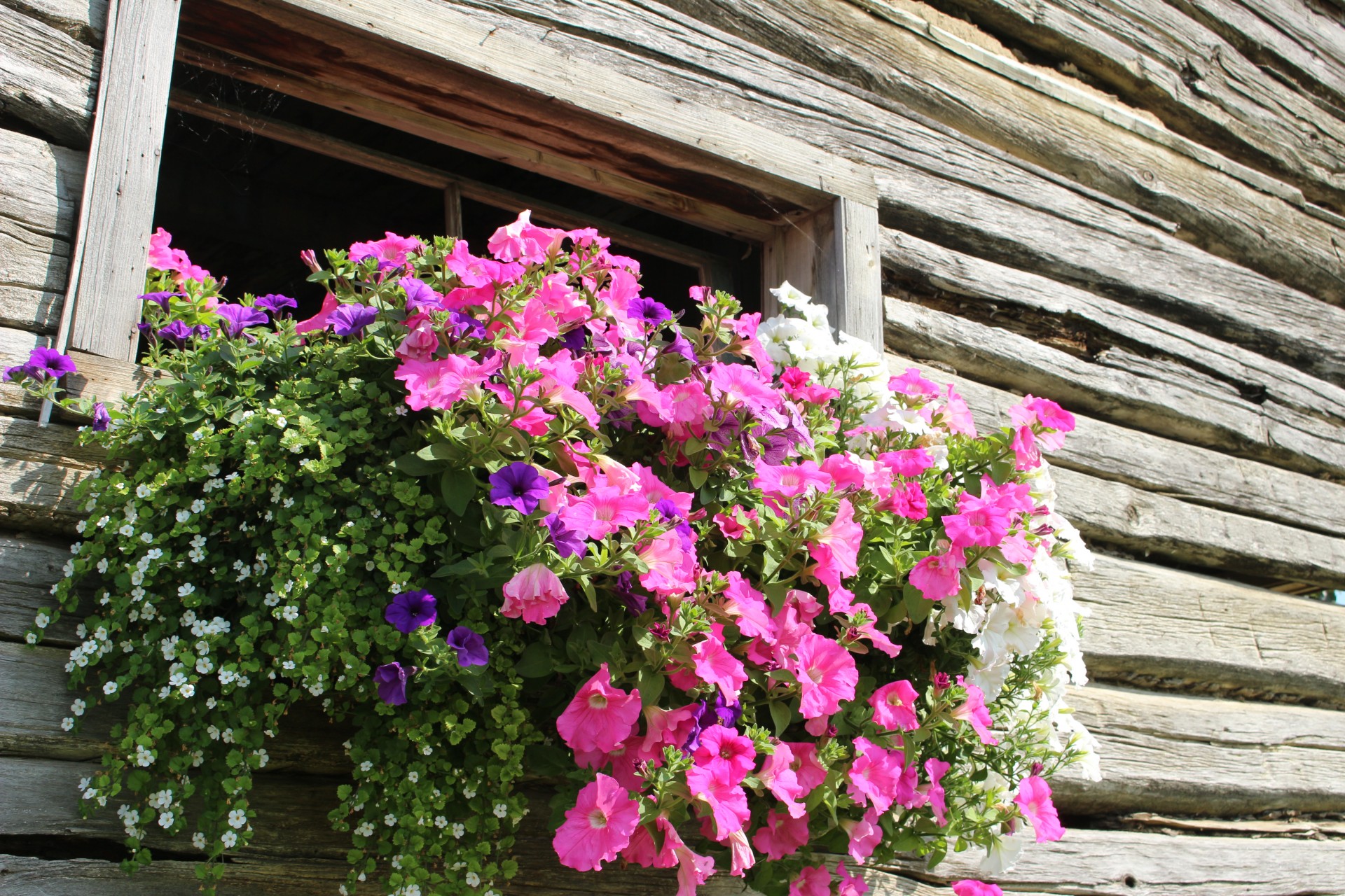 Log Cabin Window Flowers Log Cabin Window Flowers Free Photo