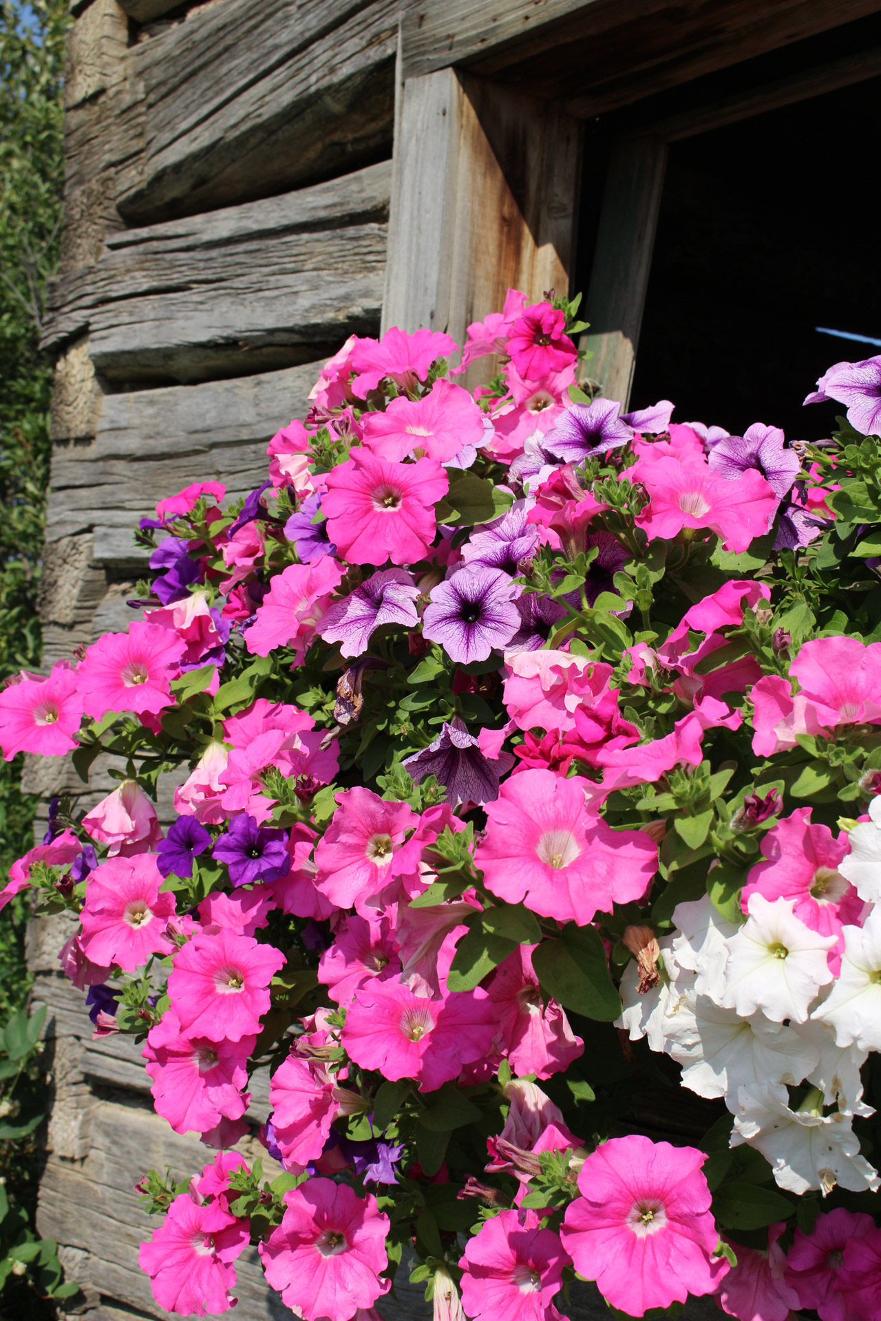 Log Cabin Window Flowers Log Cabin Window Flowers Free Image