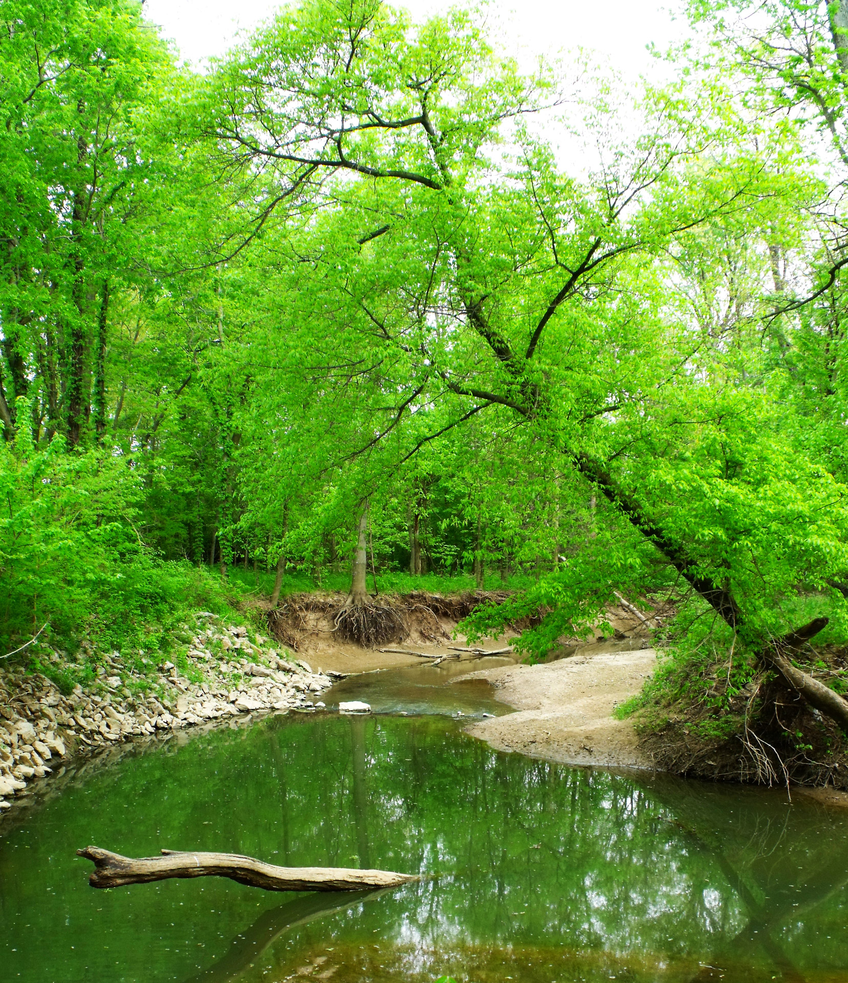 log stream river free photo