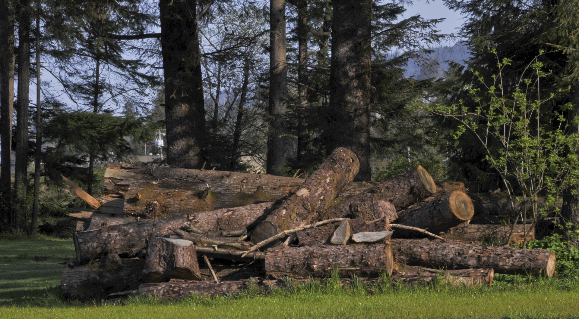 logs logging trees free photo