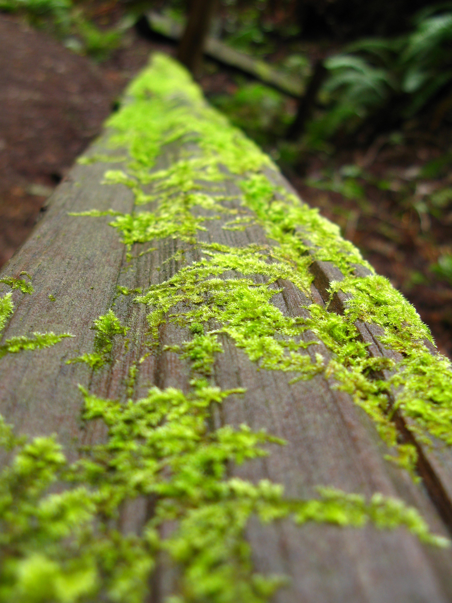 moss lichen log free photo