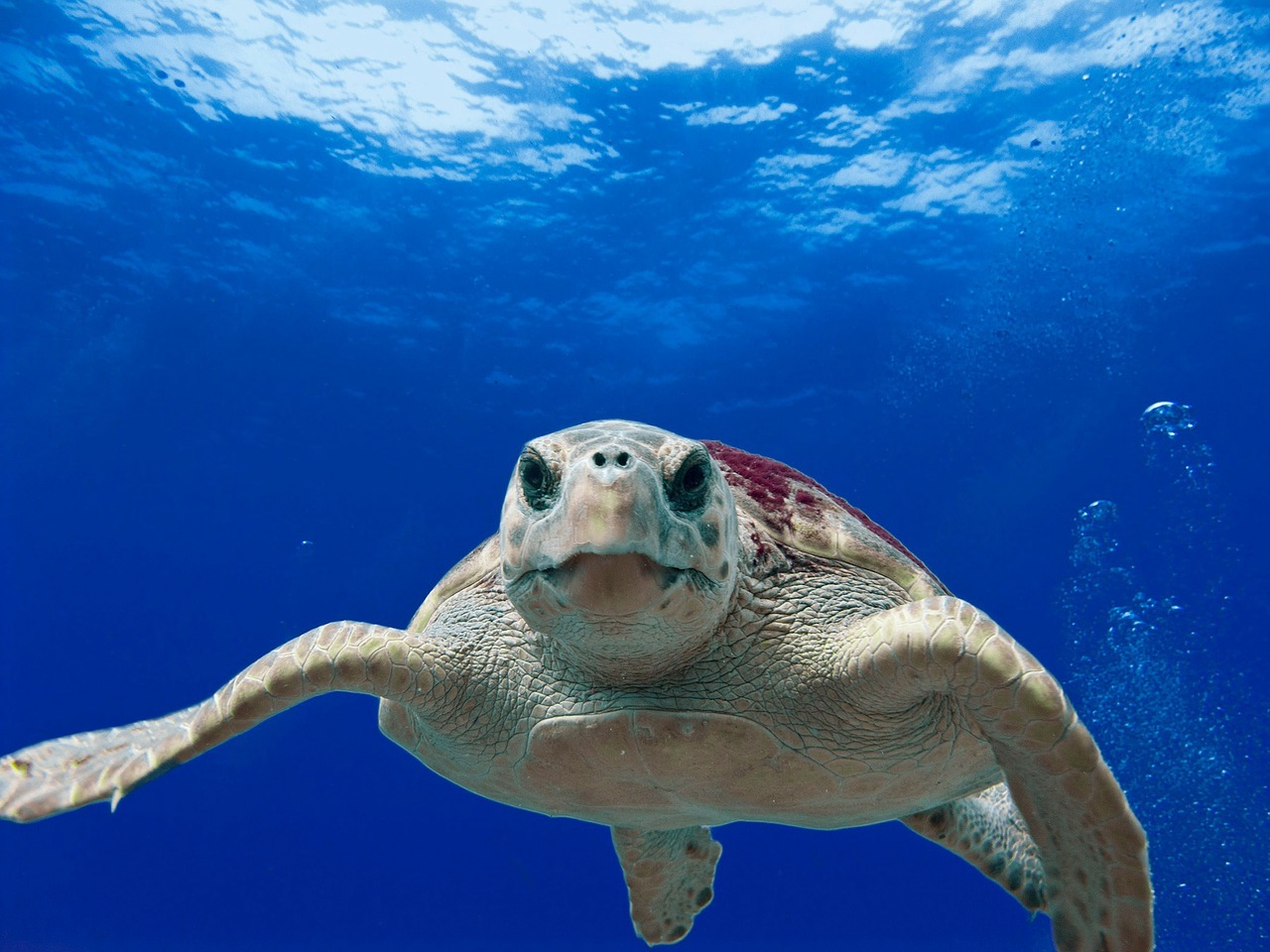loggerhead turtle sea ocean free photo