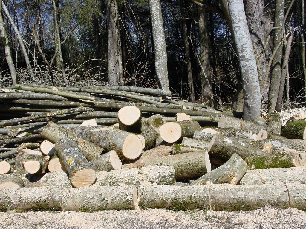 logging holzstapel wood free photo