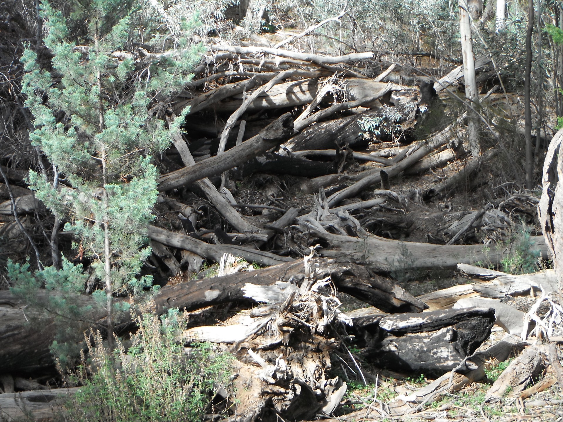 log jam trees creek free photo