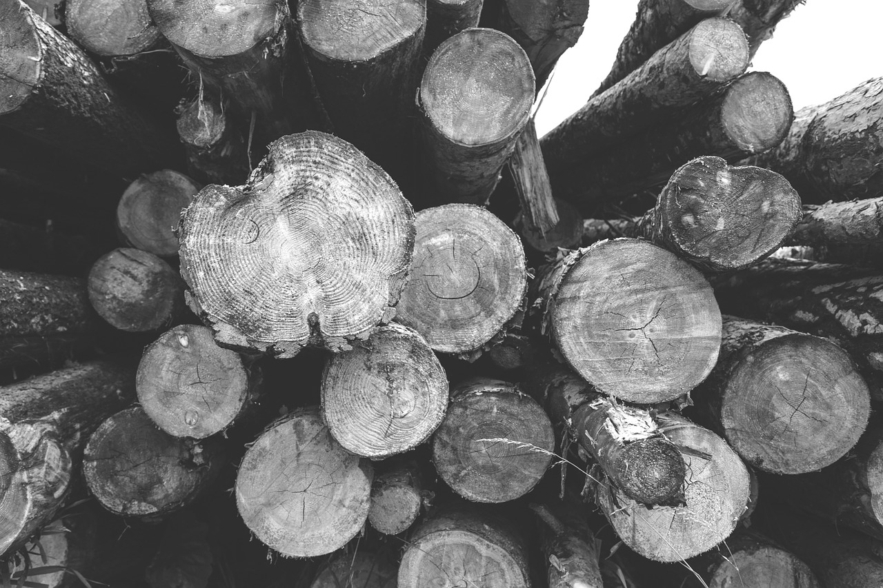 logs nature wood free photo