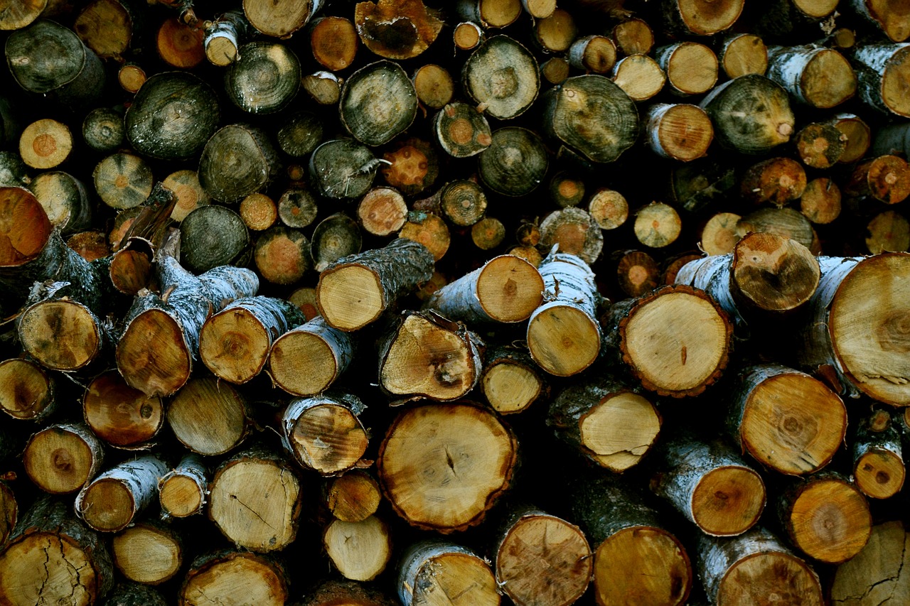 logs birch tree free photo