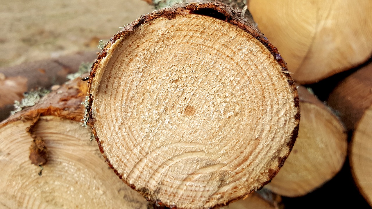 logs sawn wood industry free photo