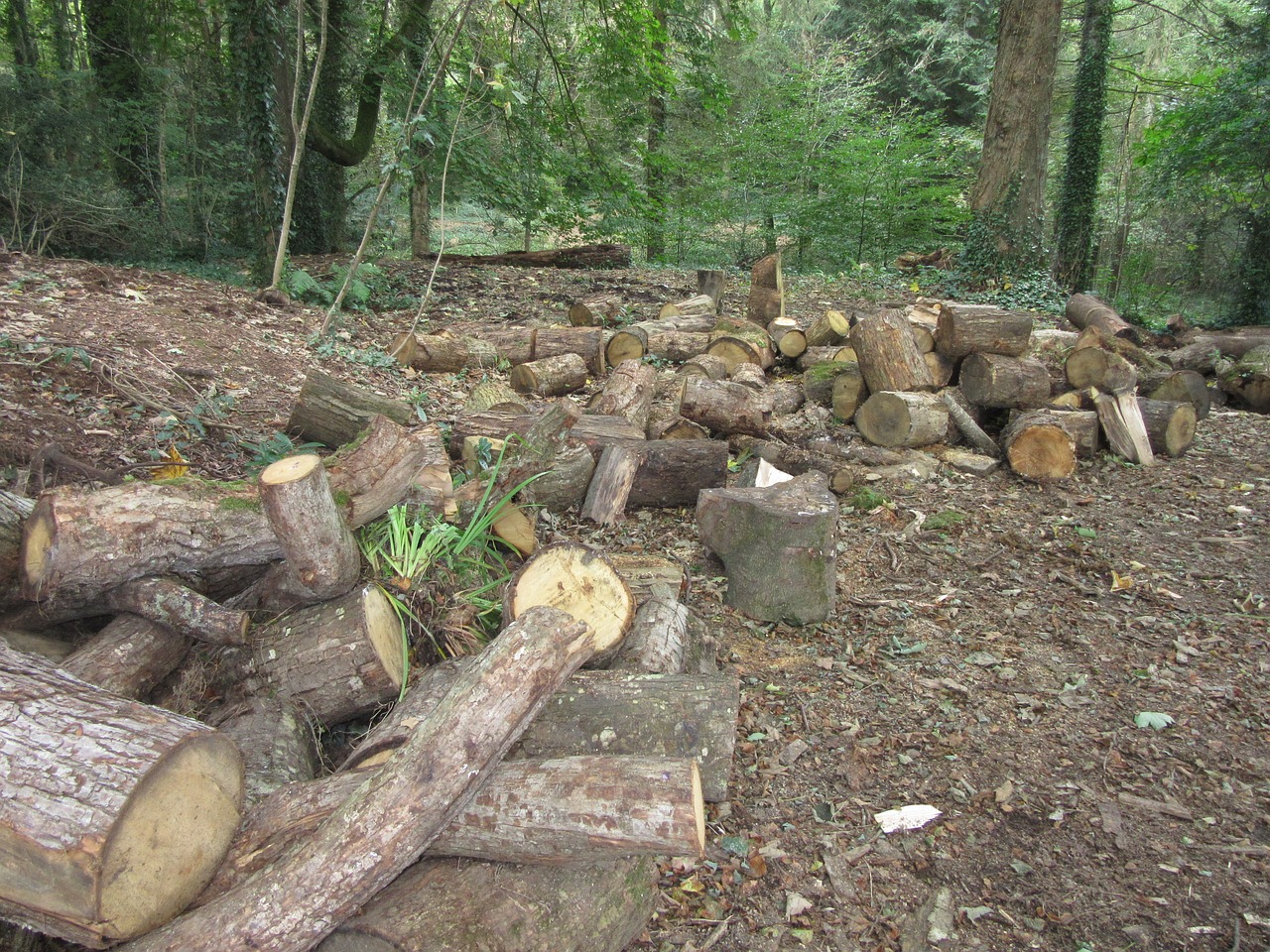 logs wood forest free photo