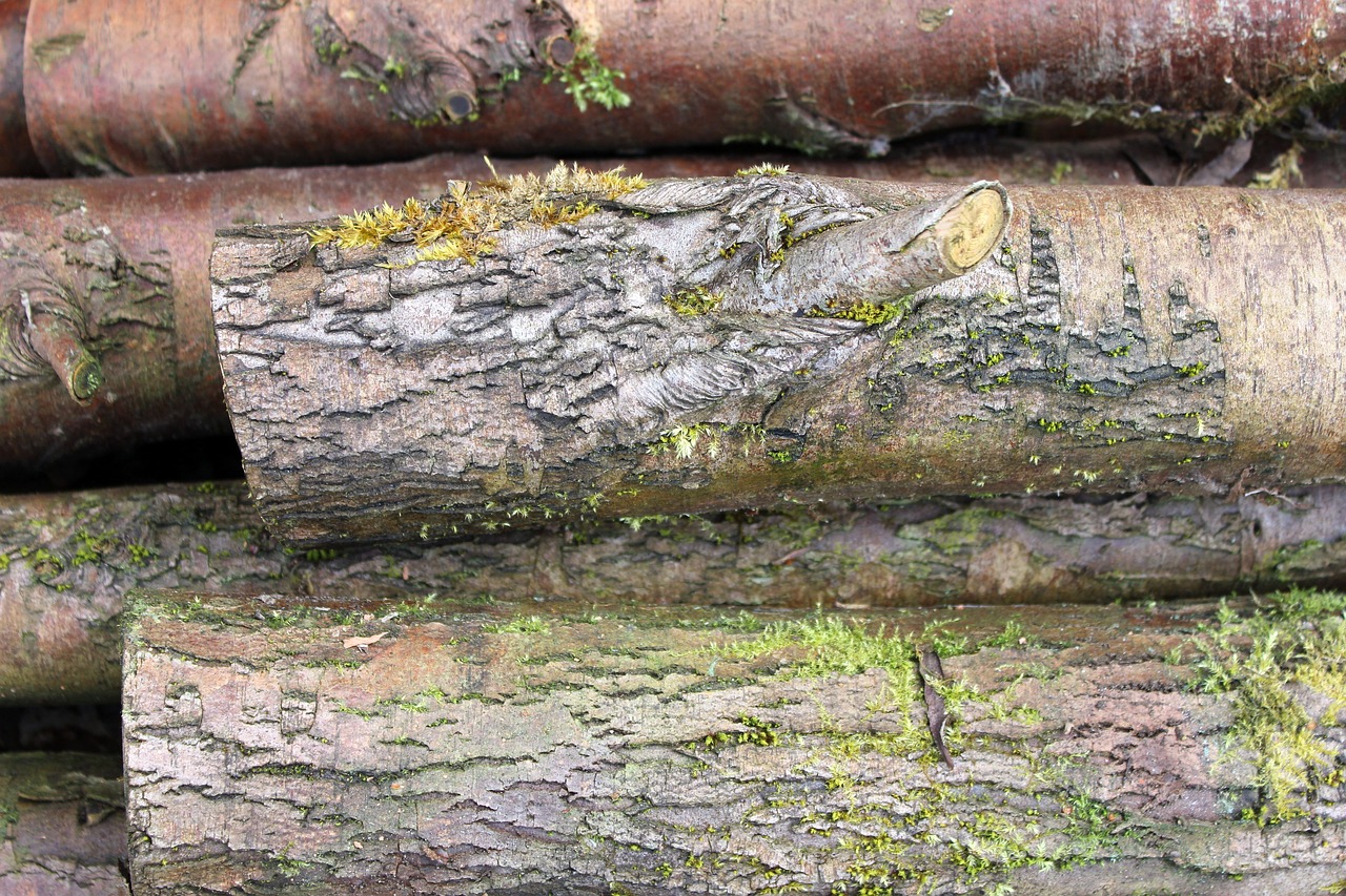 logs moss wood free photo
