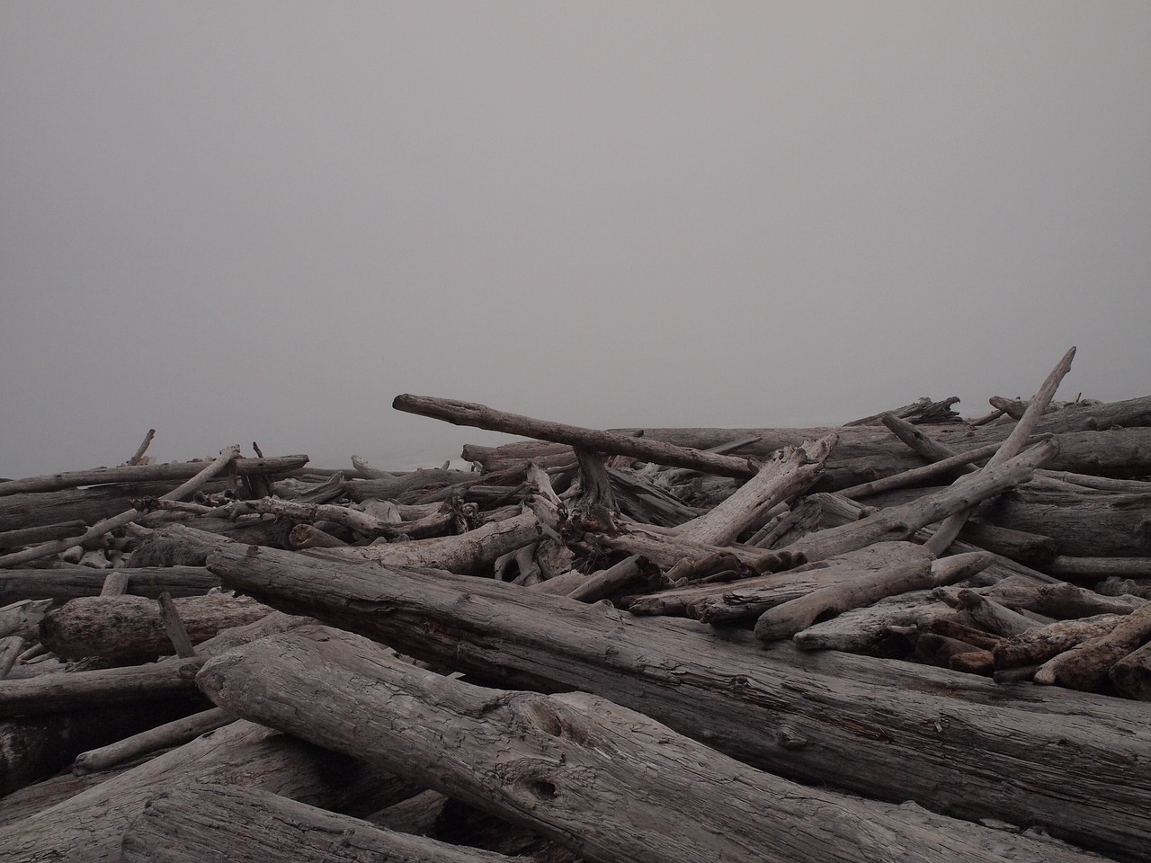 logs water beach free photo