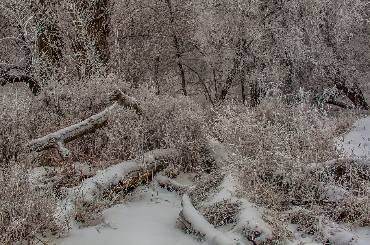 logs forest snow free photo