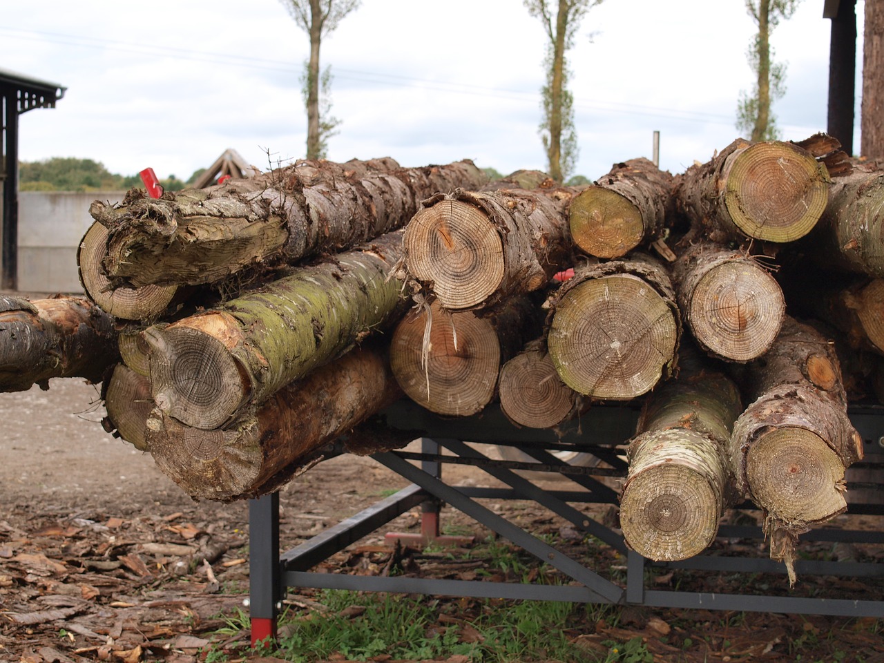 logs wood timber free photo
