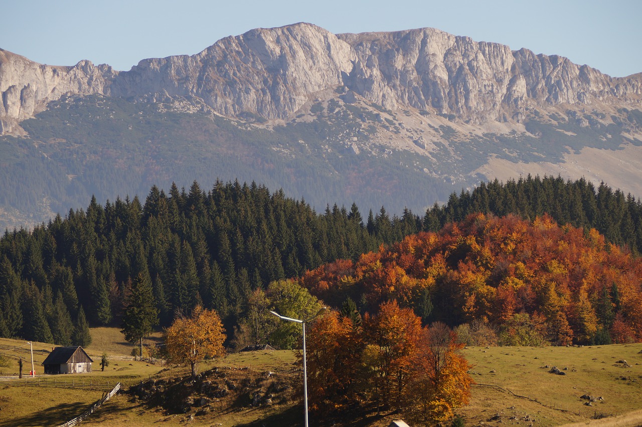 logs romania autumn free photo