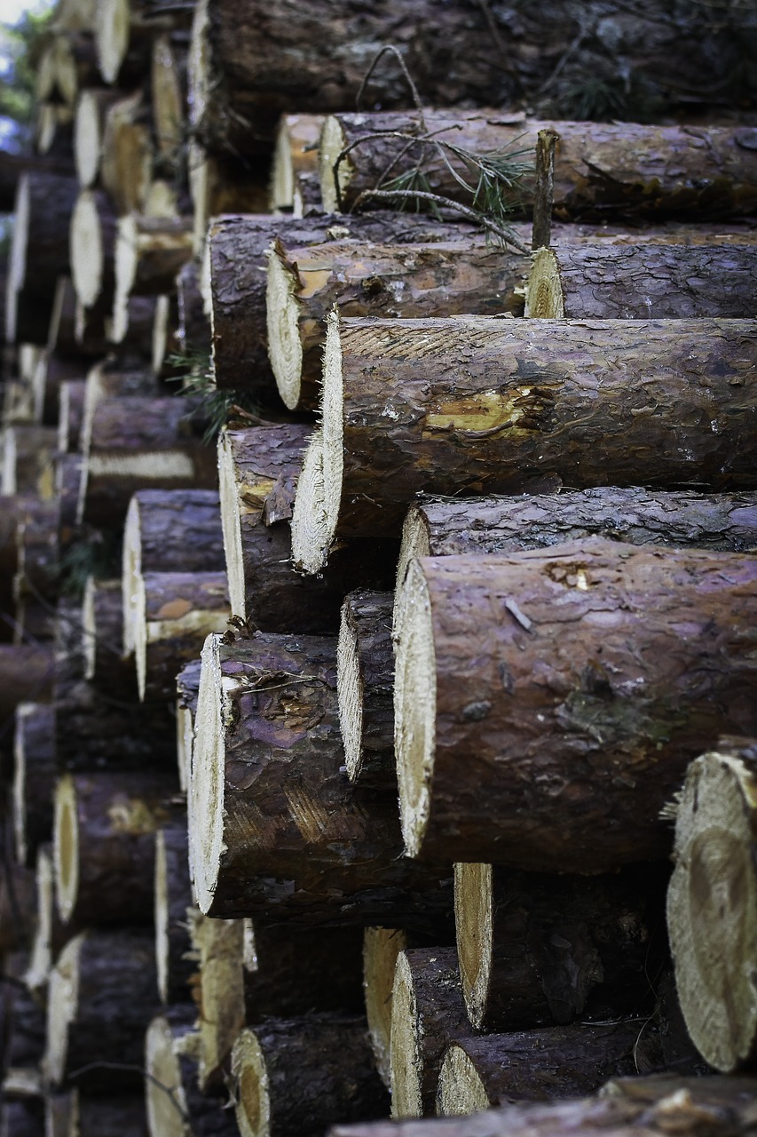 logs  close up  wood free photo