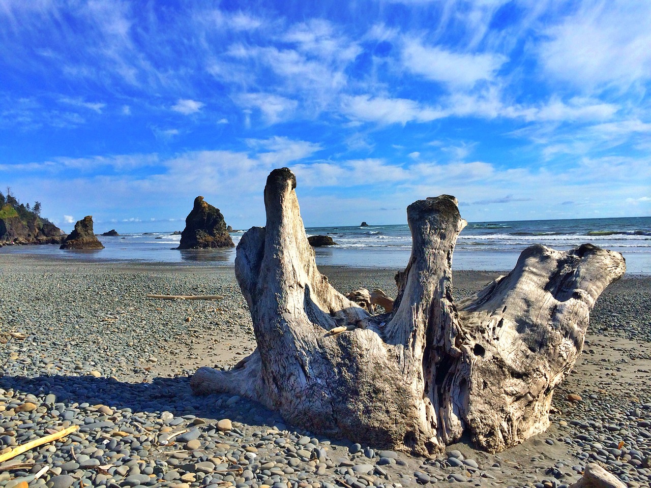 logs water beach free photo