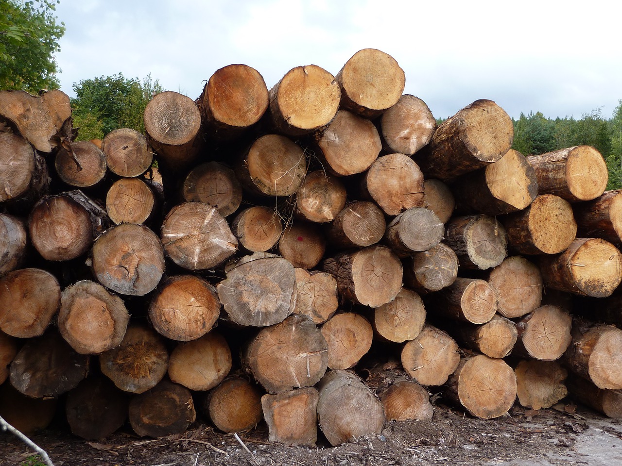logs pine wood free photo