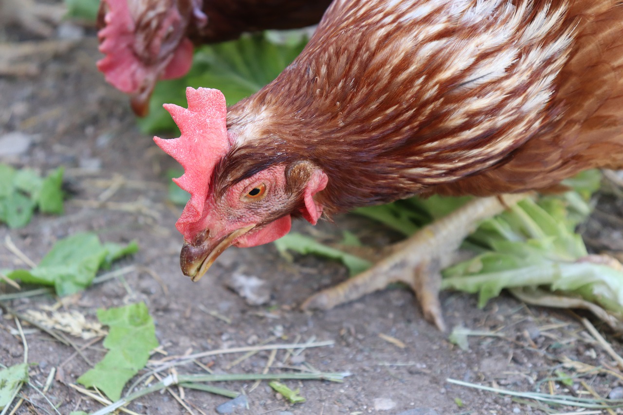 lohman  chicken  black free photo