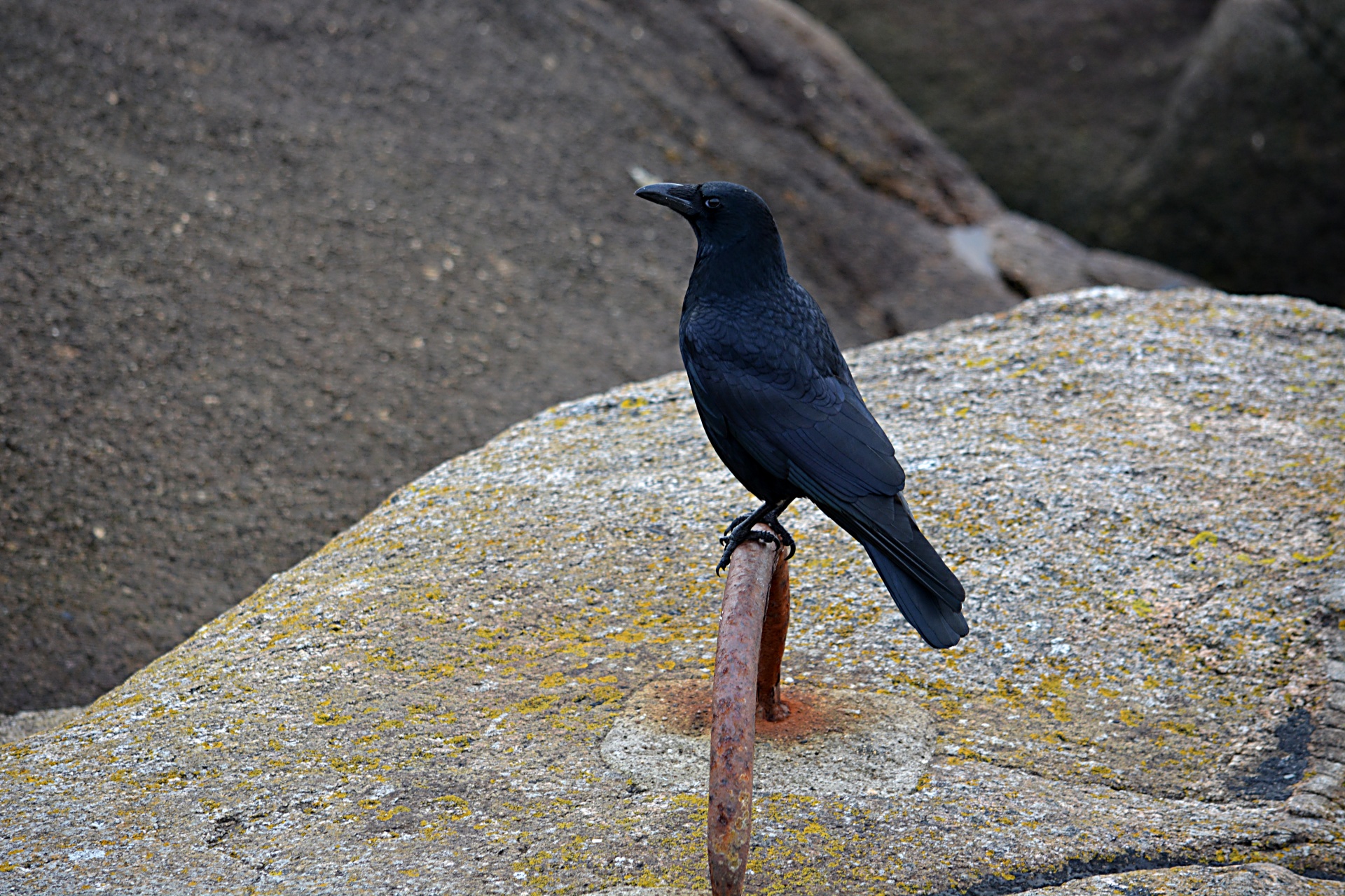 crow raven wildlife free photo