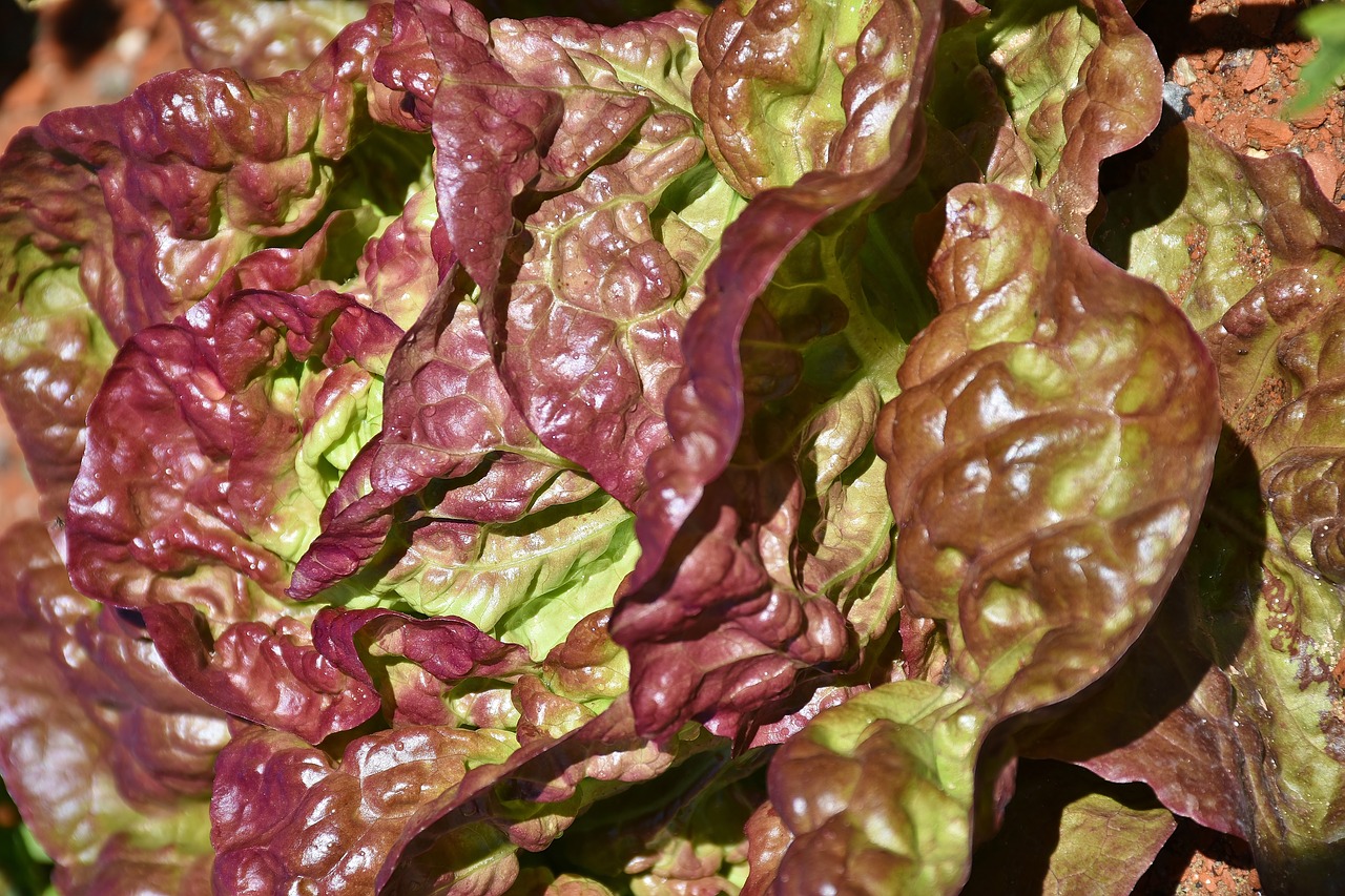 lollo rosso cut salad lettuce free photo