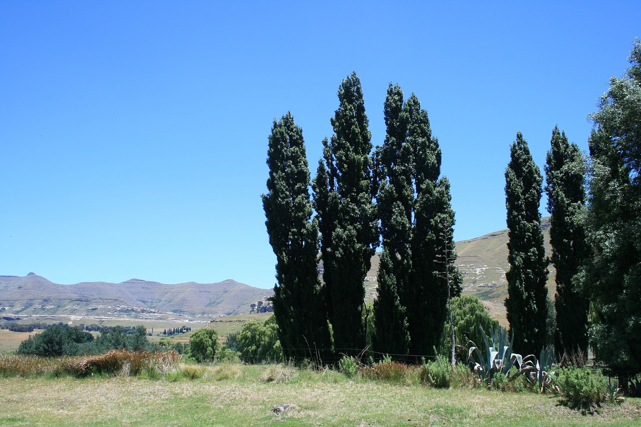 lombardi poplar known to clarens region green tall trees free photo