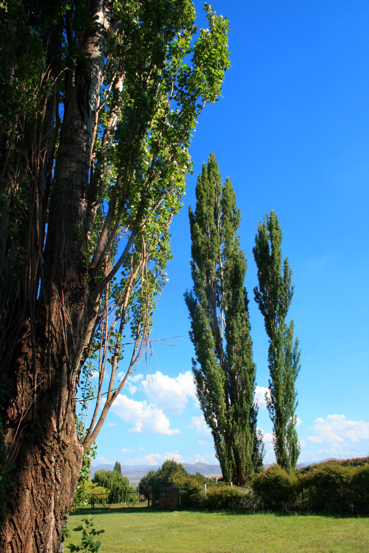 trees tall slender free photo