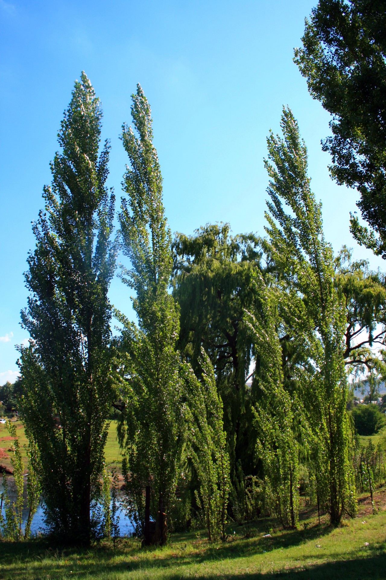 trees tall slender free photo