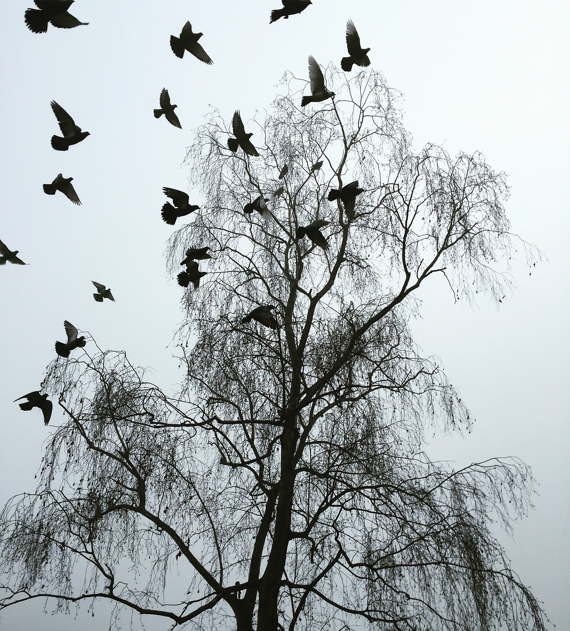 london winter startled pigeons free photo