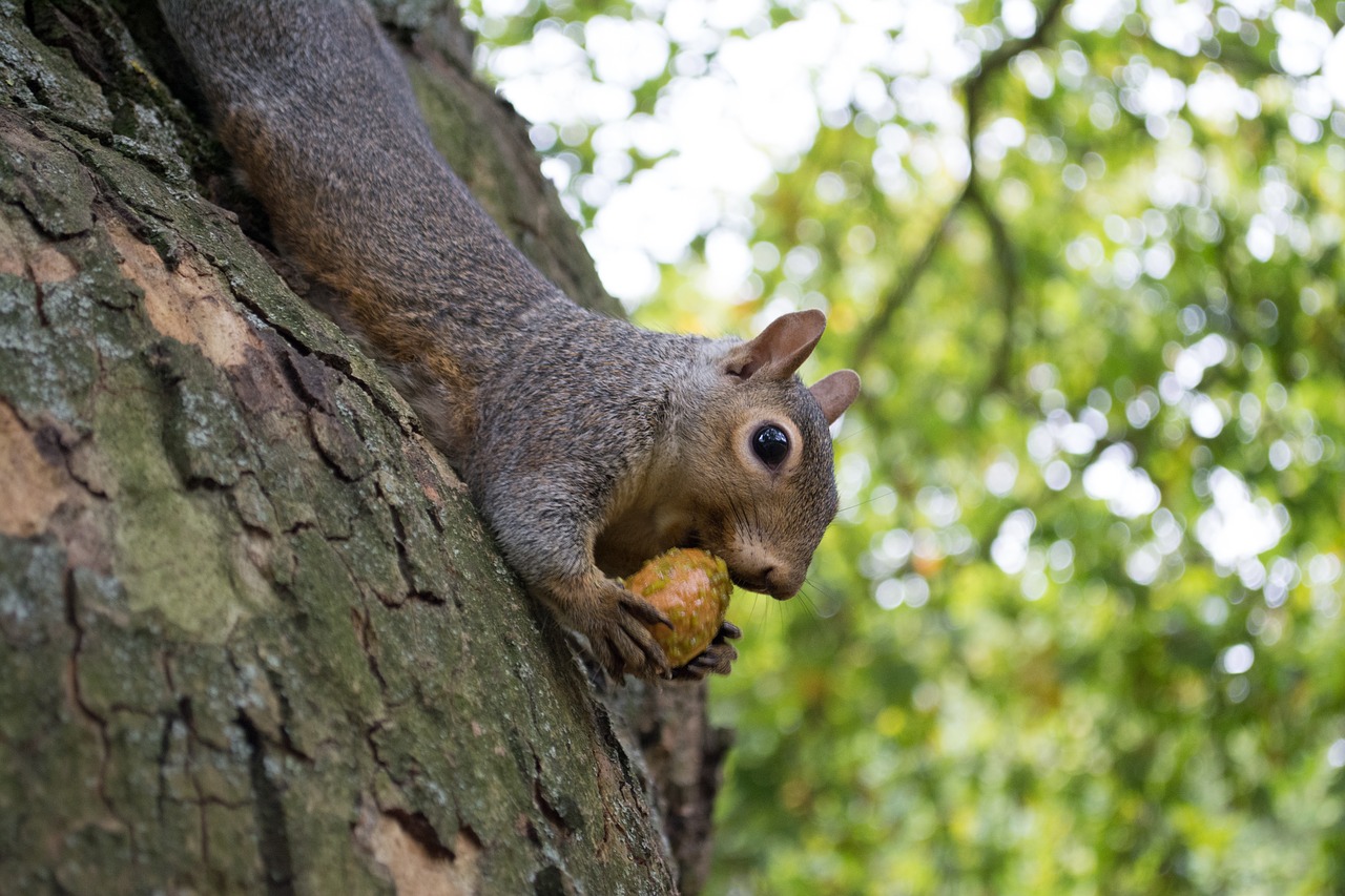 london squirrel england free photo