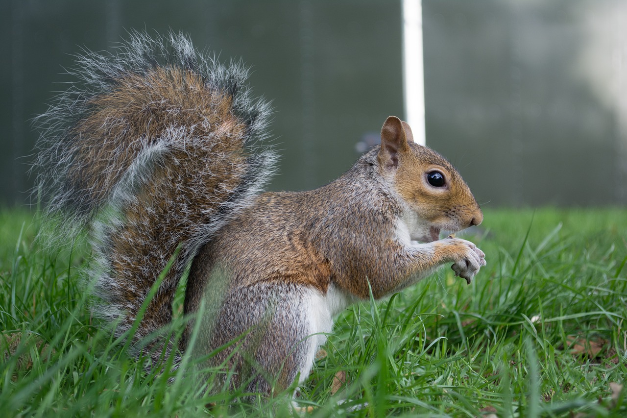 london squirrel england free photo