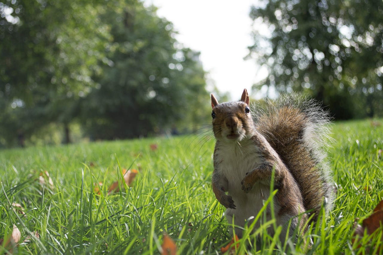 london squirrel england free photo