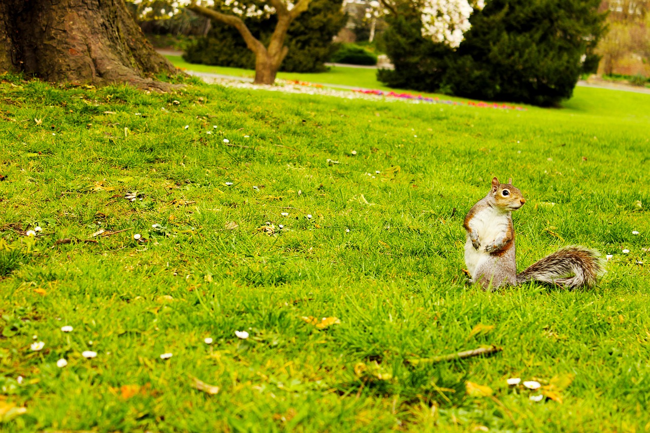london squirrel park free photo